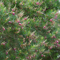 Wüstenweide - Chilopsis linearis - Bakker