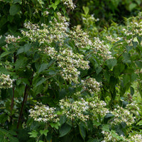Clerodendrum trichotomum - Losbaum (Clerodendrum) - Blühende Sträucher