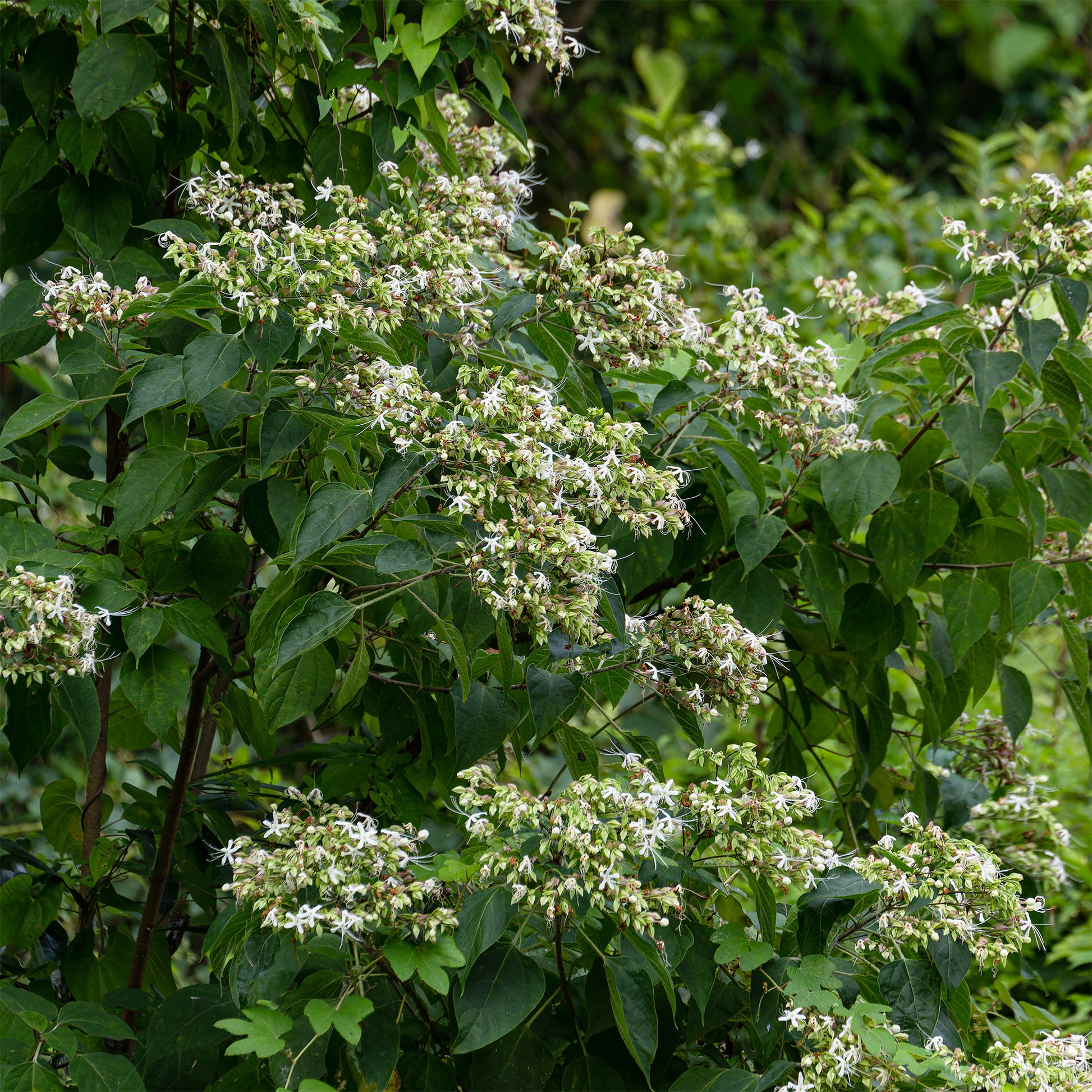 Clerodendrum trichotomum - Losbaum (Clerodendrum) - Blühende Sträucher