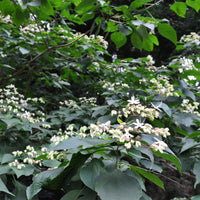 Verkauf Losbaum (Clerodendrum) - Clerodendrum trichotomum