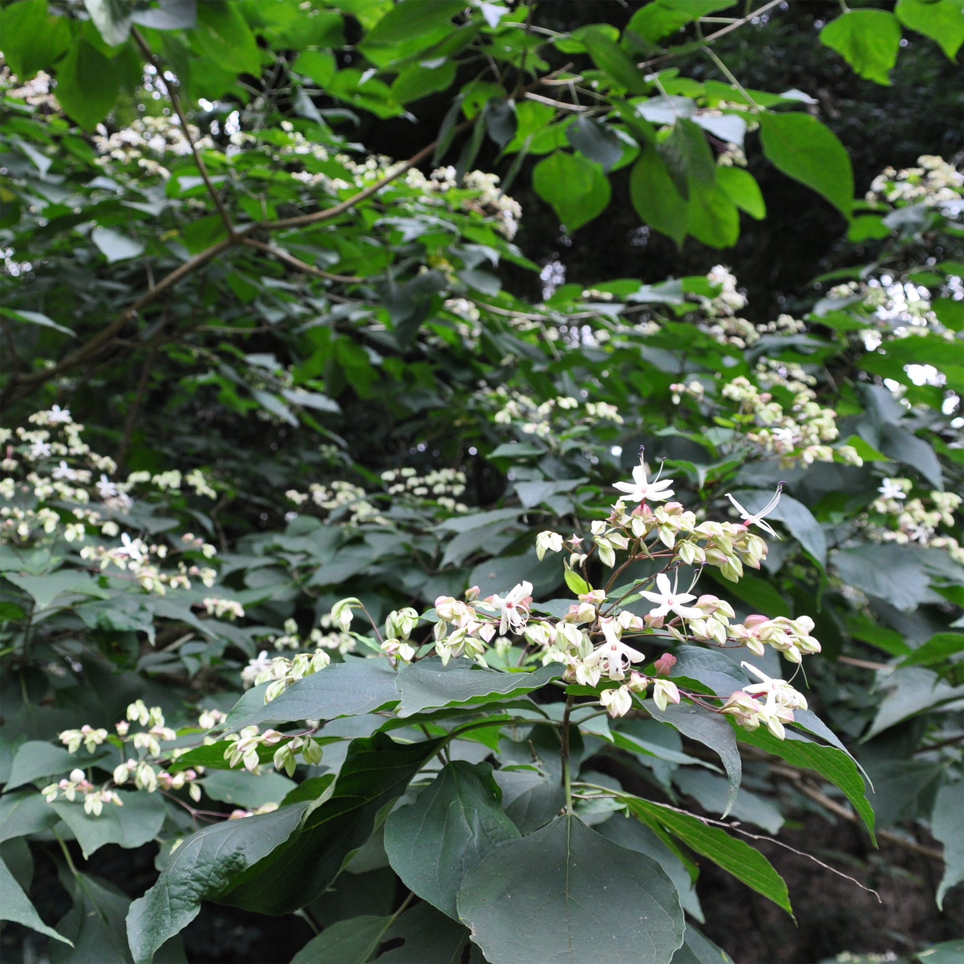 Verkauf Losbaum (Clerodendrum) - Clerodendrum trichotomum