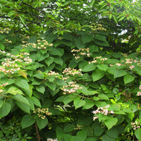 Losbaum (Clerodendrum) - Clerodendrum trichotomum - Bakker