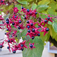 Blühende Sträucher - Losbaum (Clerodendrum) - Clerodendrum trichotomum