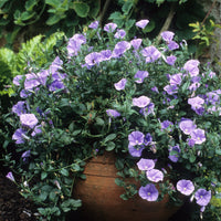Mauritanische Winde - Convolvulus mauritanicus - Bakker