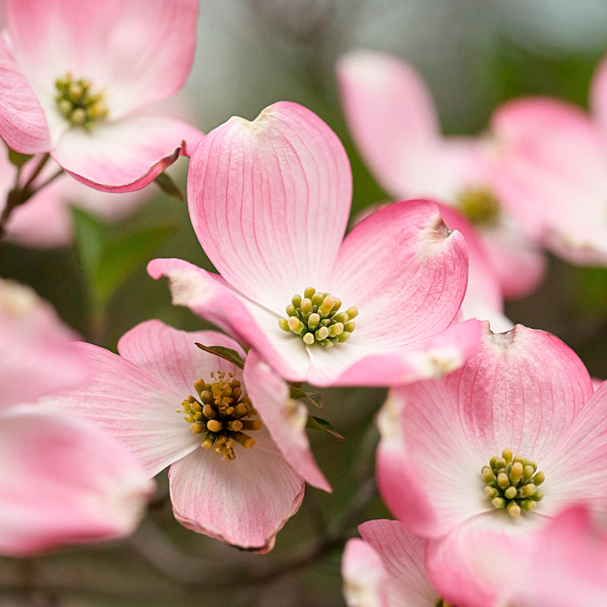 Cornus kousa Satomi - Japanischer Hartriegel Satomi - Blühende Bäume
