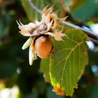 Haselnuss ‘Webb’s Prize Cob’ - Corylus avellana Webbs Prize Cobb - Bakker