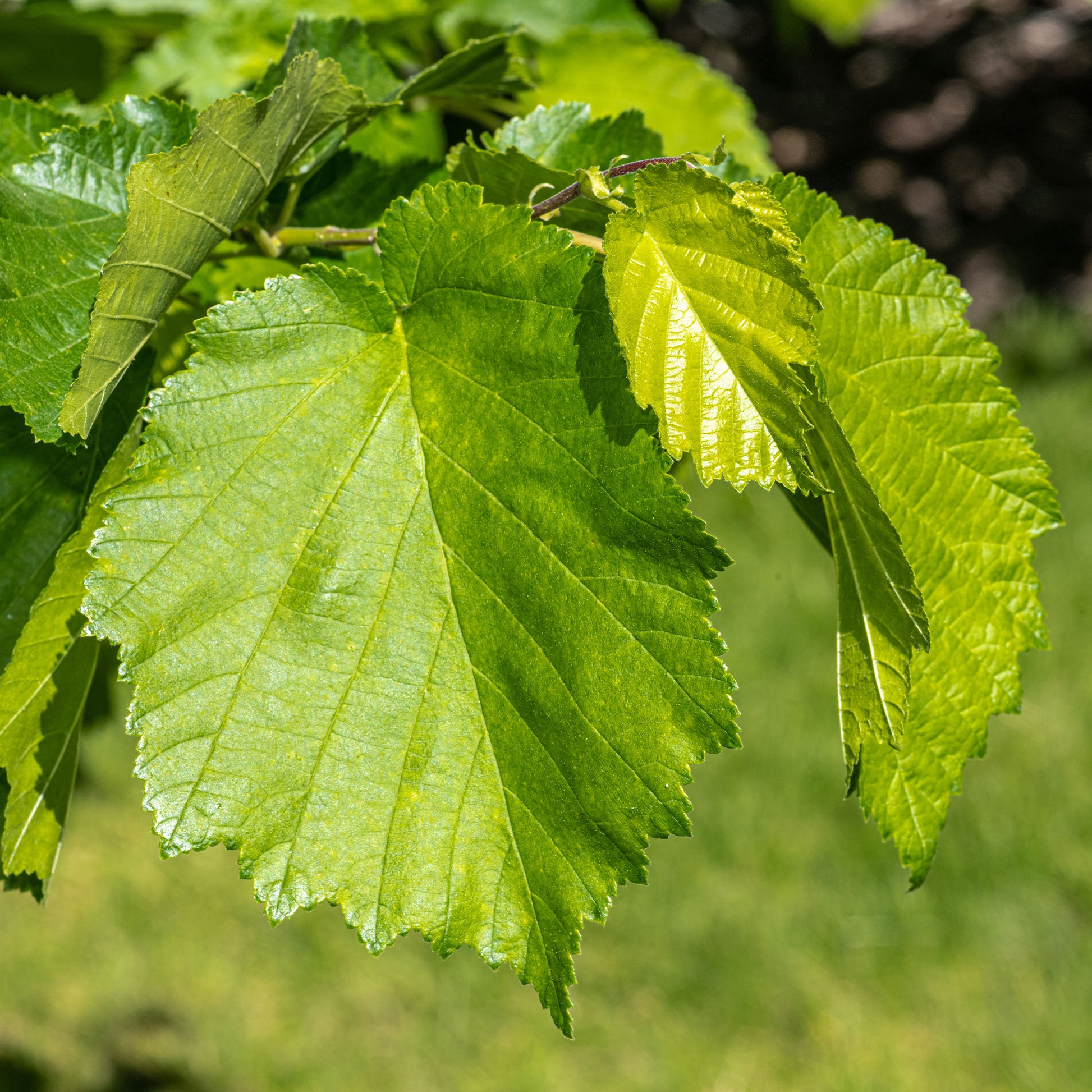 Haselnuss - Byzantinischer Haselnussstrauch - Corylus colurna