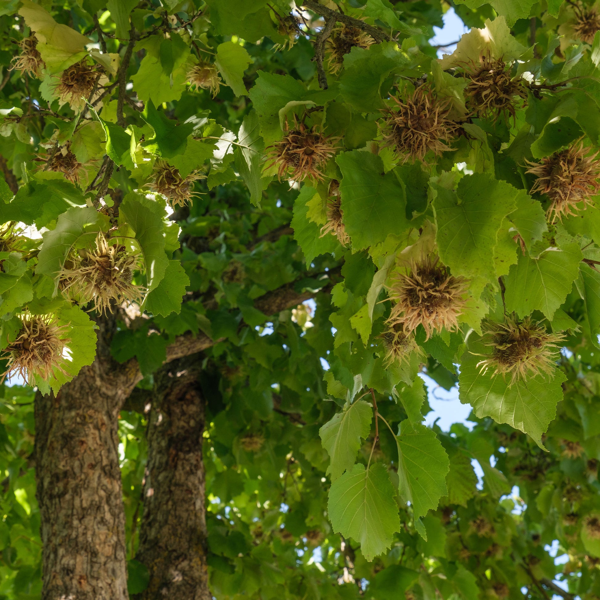 Corylus colurna - Byzantinischer Haselnussstrauch - Haselnuss