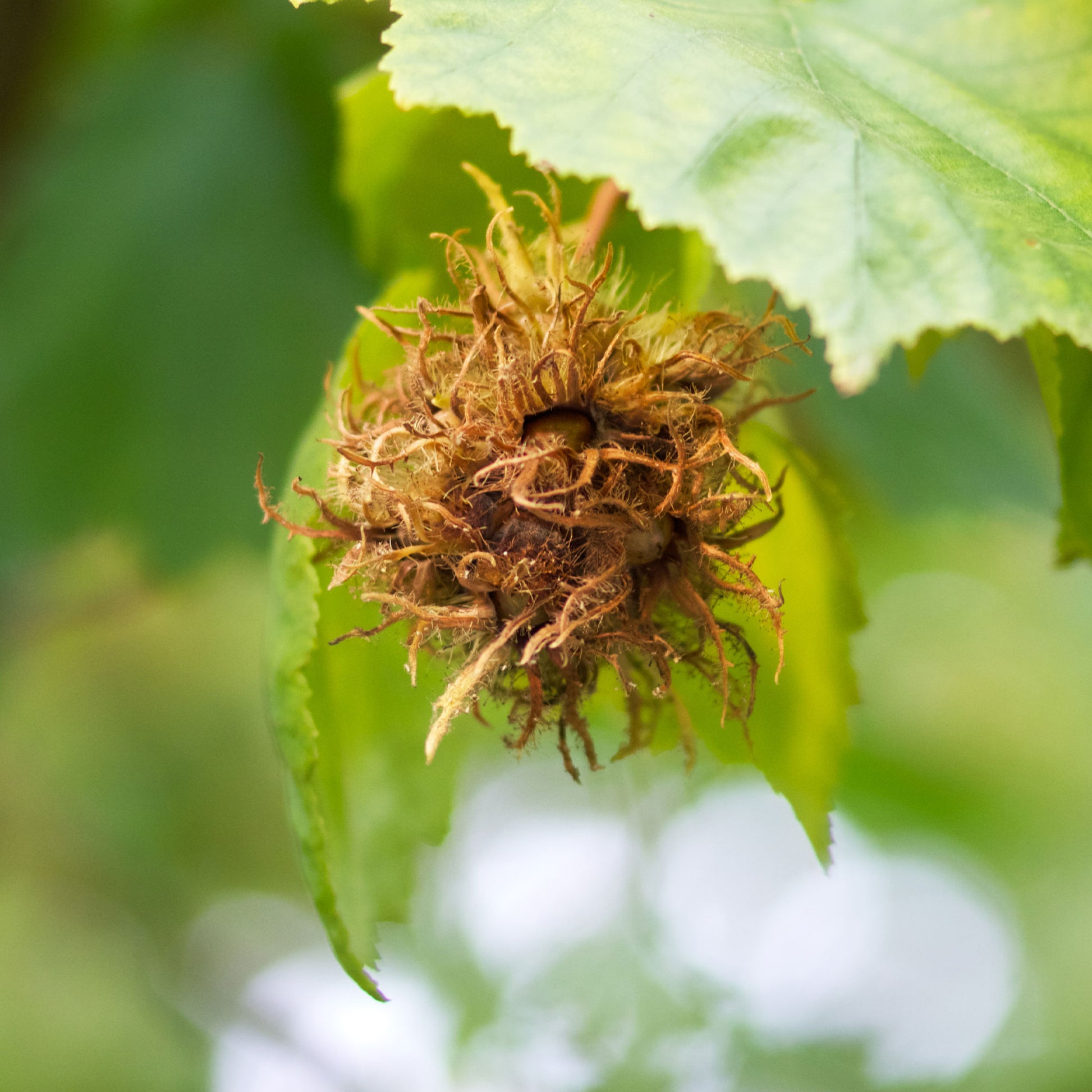 Verkauf Byzantinischer Haselnussstrauch - Corylus colurna