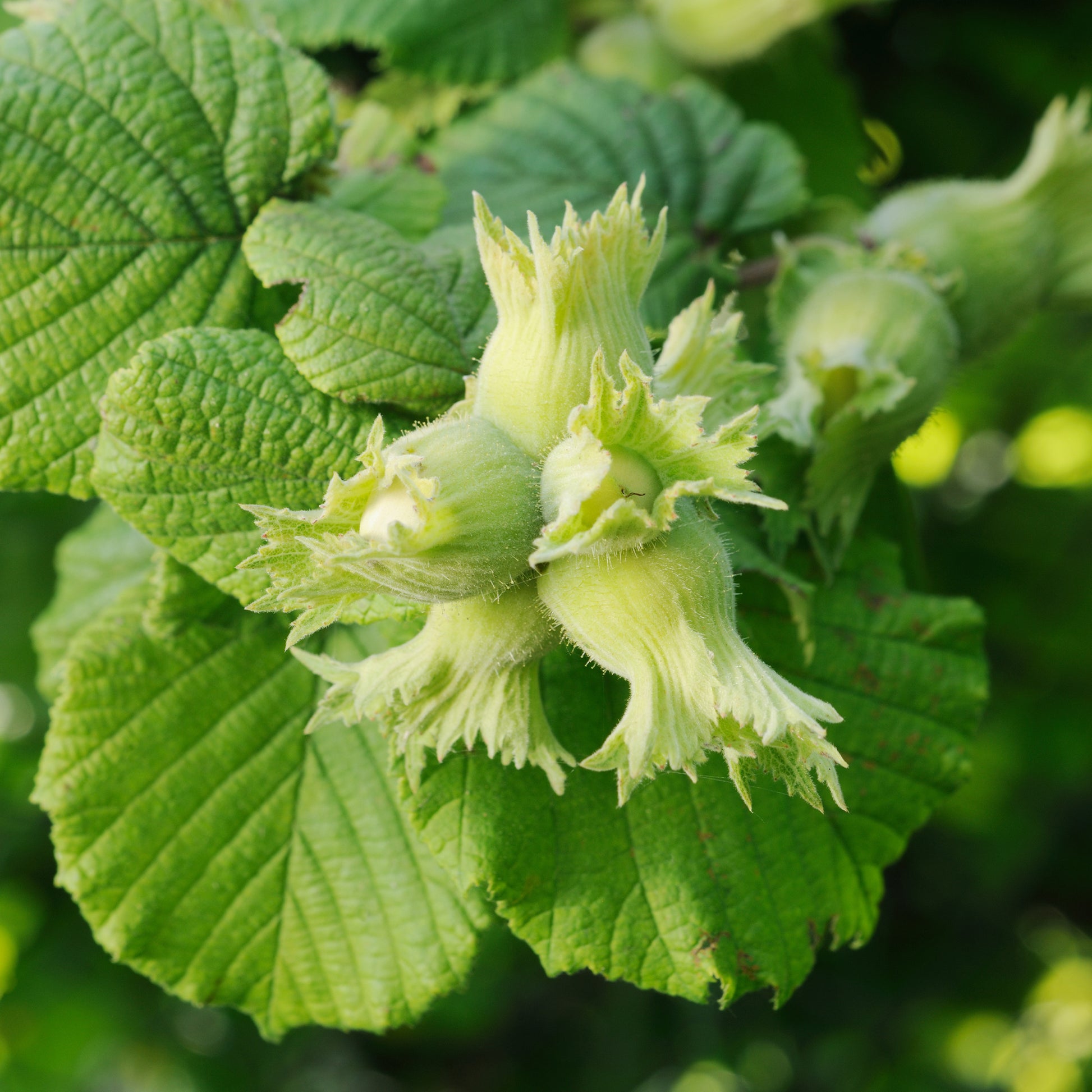 Haselnuss ‘Merveille de Bollwiller’ - Corylus maxima Merveille de Bollwiller - Bakker