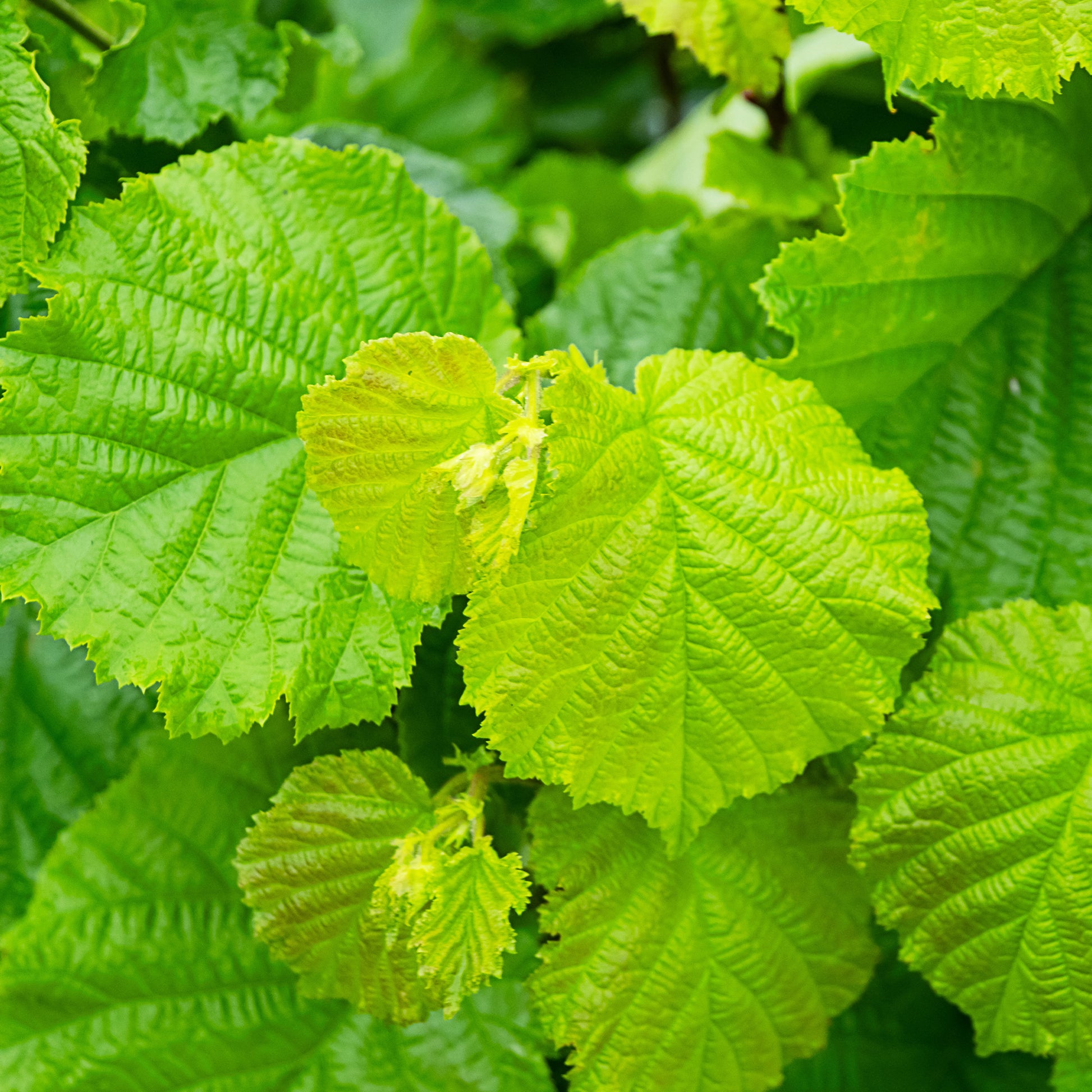 Verkauf Haselnuss ‘Merveille de Bollwiller’ - Corylus maxima Merveille de Bollwiller
