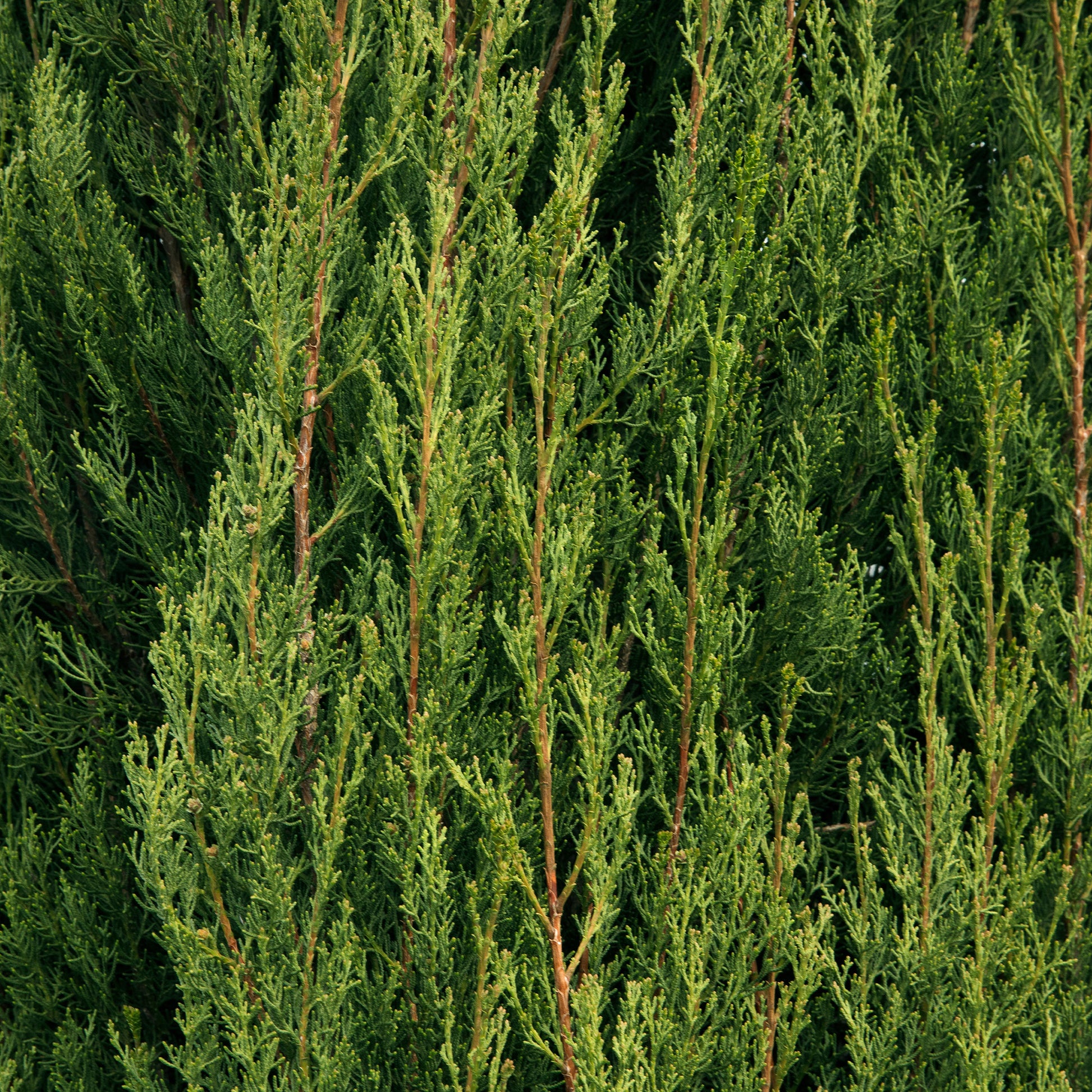 Nadelbäume - Italienische Zypresse Stricta - Cupressus sempervirens Stricta