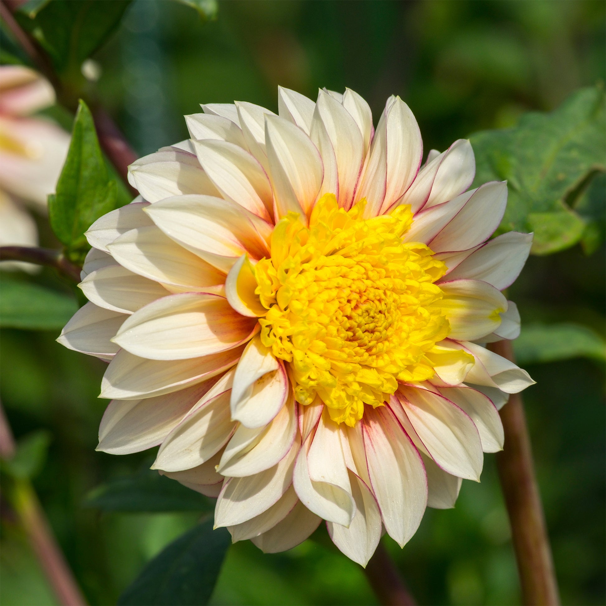 Anemonen-Dahlie Polka - Dahlia Polka - Bakker
