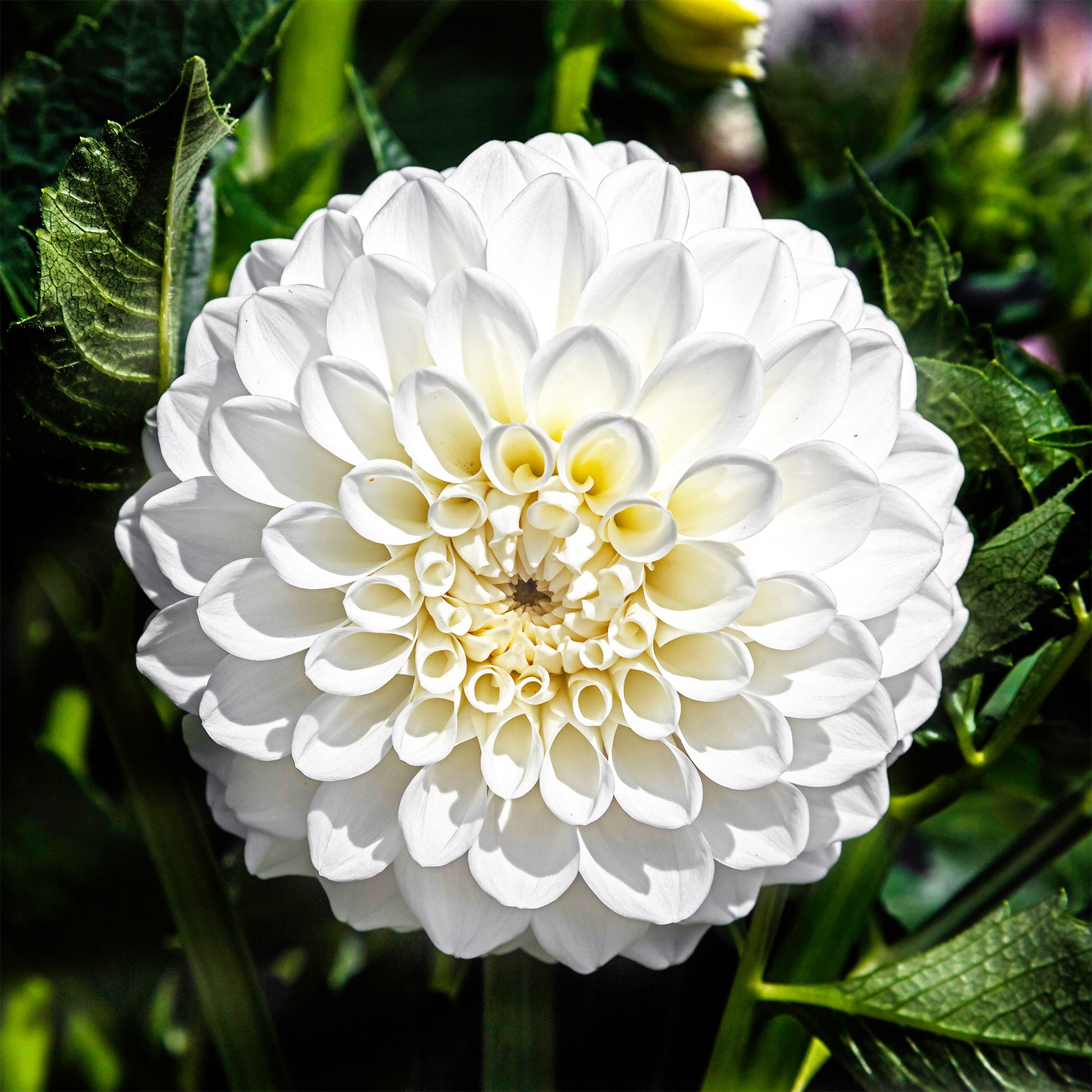 Dahlien ‘Boom Boom White’ (x3) - Dahlia Boom Boom White - Bakker