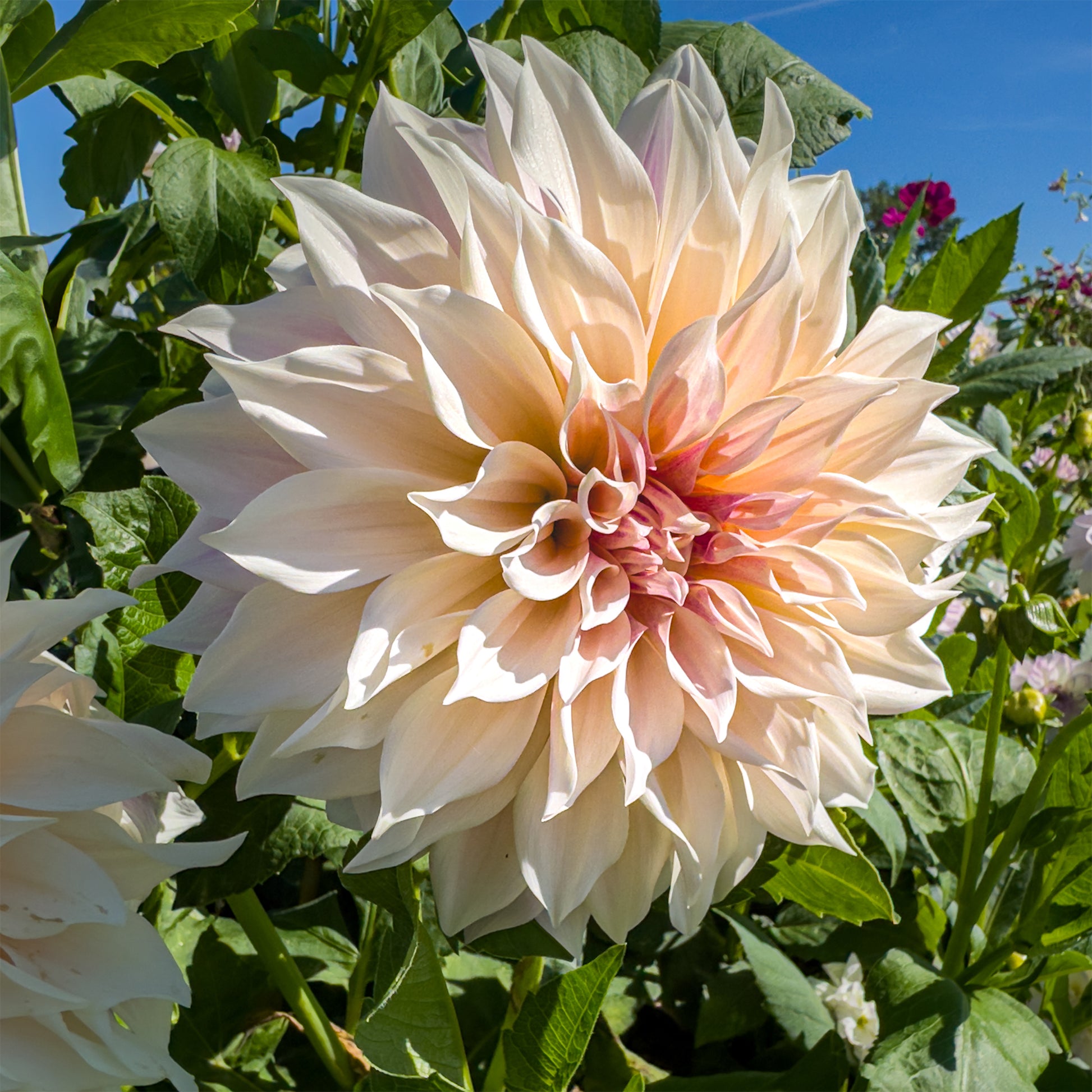 Dahlie ‘Cafe au Lait’ (x3) - Dahlia Café au Lait - Bakker