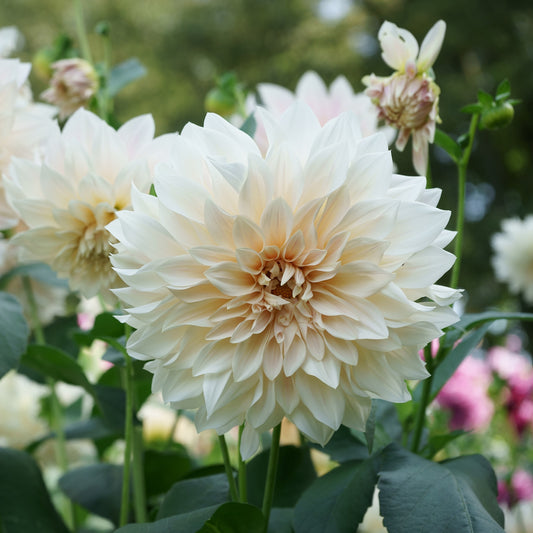 Dahlie ‘Cafe au Lait’ (x3) - Bakker
