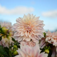 Dahlia Café au Lait - Dahlie ‘Cafe au Lait’ (x3) - Dahlien-Zwiebeln