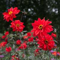 Dahlia Bishop of Llandaff - Dahlie ‘Bishop of Llandaff’ - Dahlien-Zwiebeln