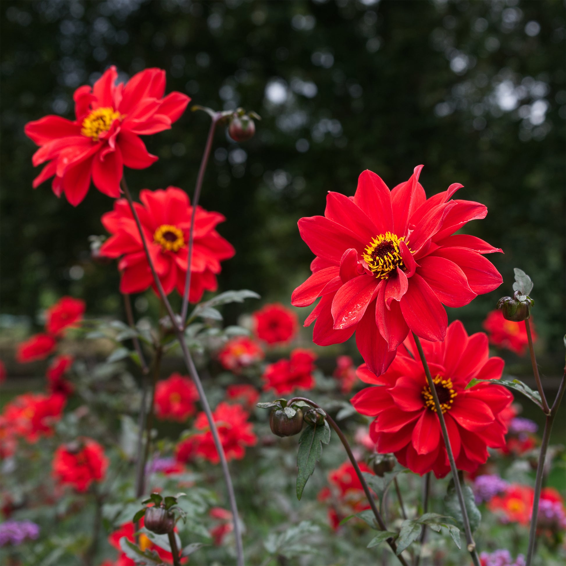 Dahlia Bishop of Llandaff - Dahlie ‘Bishop of Llandaff’ - Dahlien-Zwiebeln