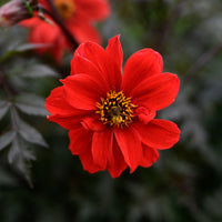 Dahlie ‘Bishop of Llandaff’ - Dahlia Bishop of Llandaff - Bakker