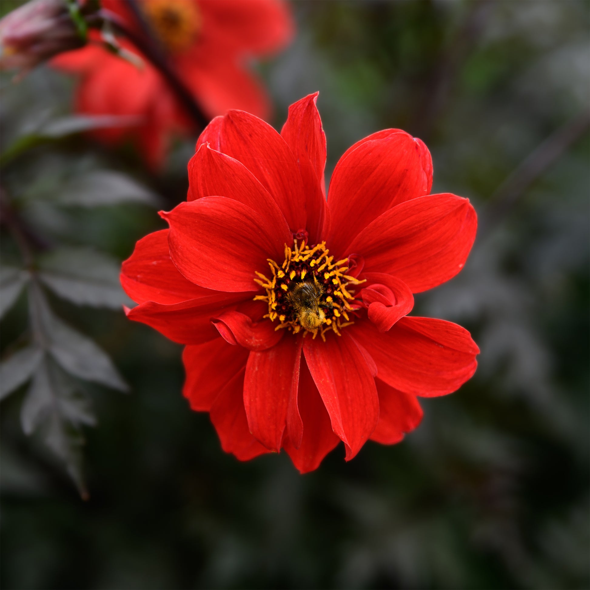 Dahlie ‘Bishop of Llandaff’ - Dahlia Bishop of Llandaff - Bakker