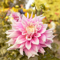 Dekorative Dahlie Break Out - Dahlia Break Out - Bakker