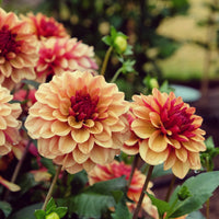 Dahlie ‘Creme de Cognac’ - Dahlia Crème de Cognac - Bakker