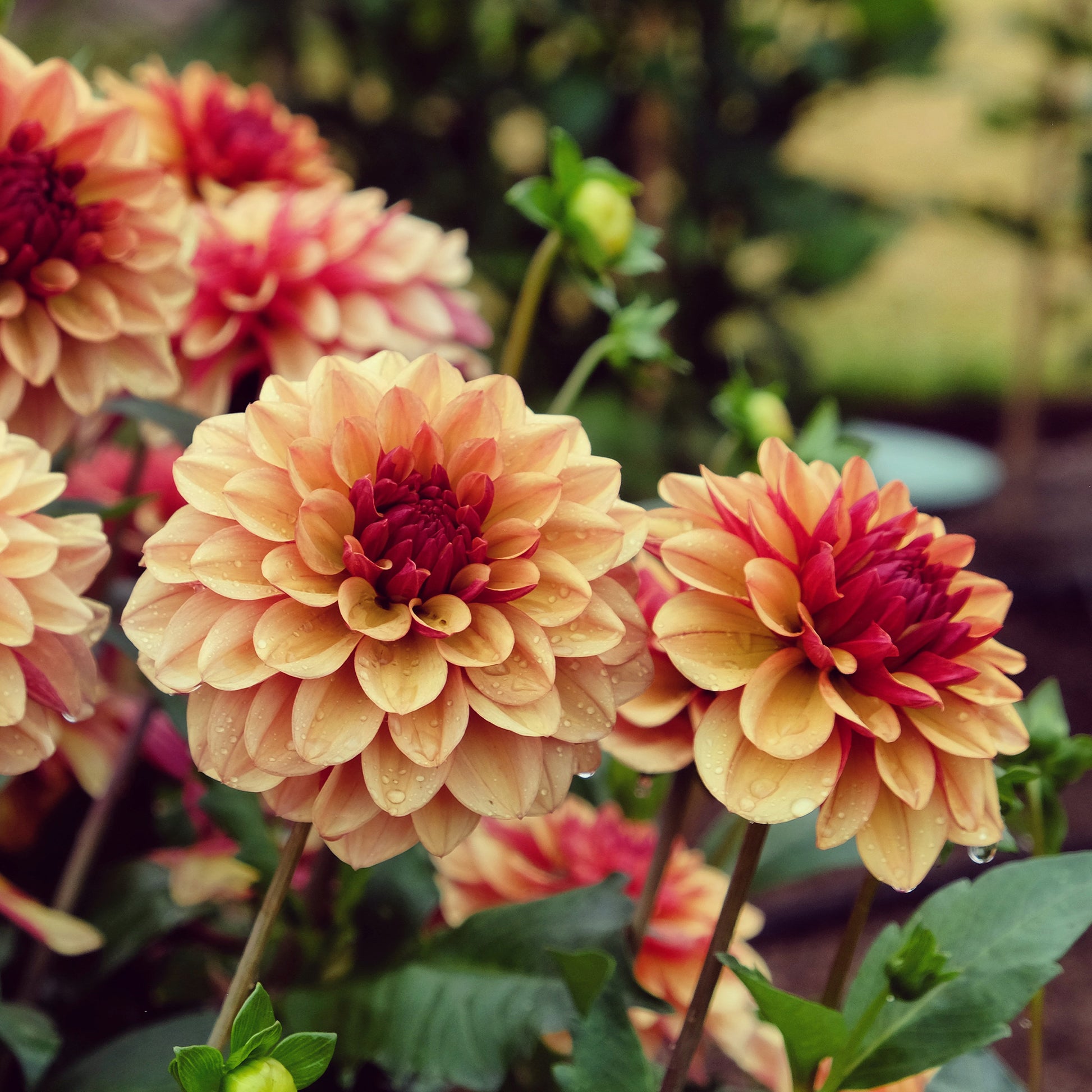 Dahlie ‘Creme de Cognac’ - Dahlia Crème de Cognac - Bakker