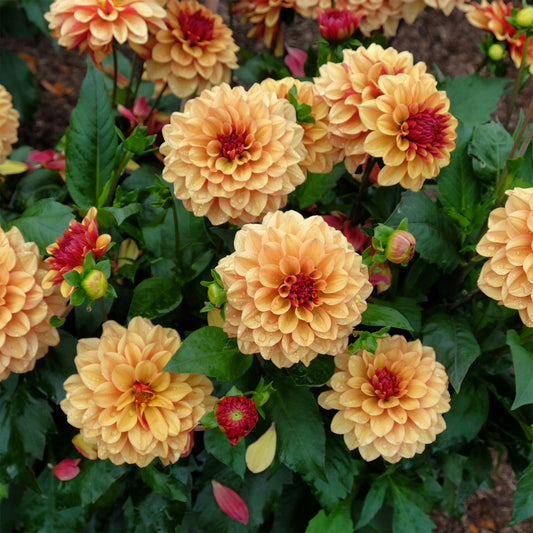 Dahlie ‘Creme de Cognac’ - Bakker