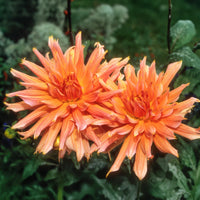 Dahlia Omega - Kaktusdahlie ‘Omega’ - Dahlien-Zwiebeln