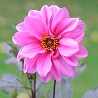 Dahlien-Zwiebeln - Dekorative Dahlie Fascination - Dahlia Fascination