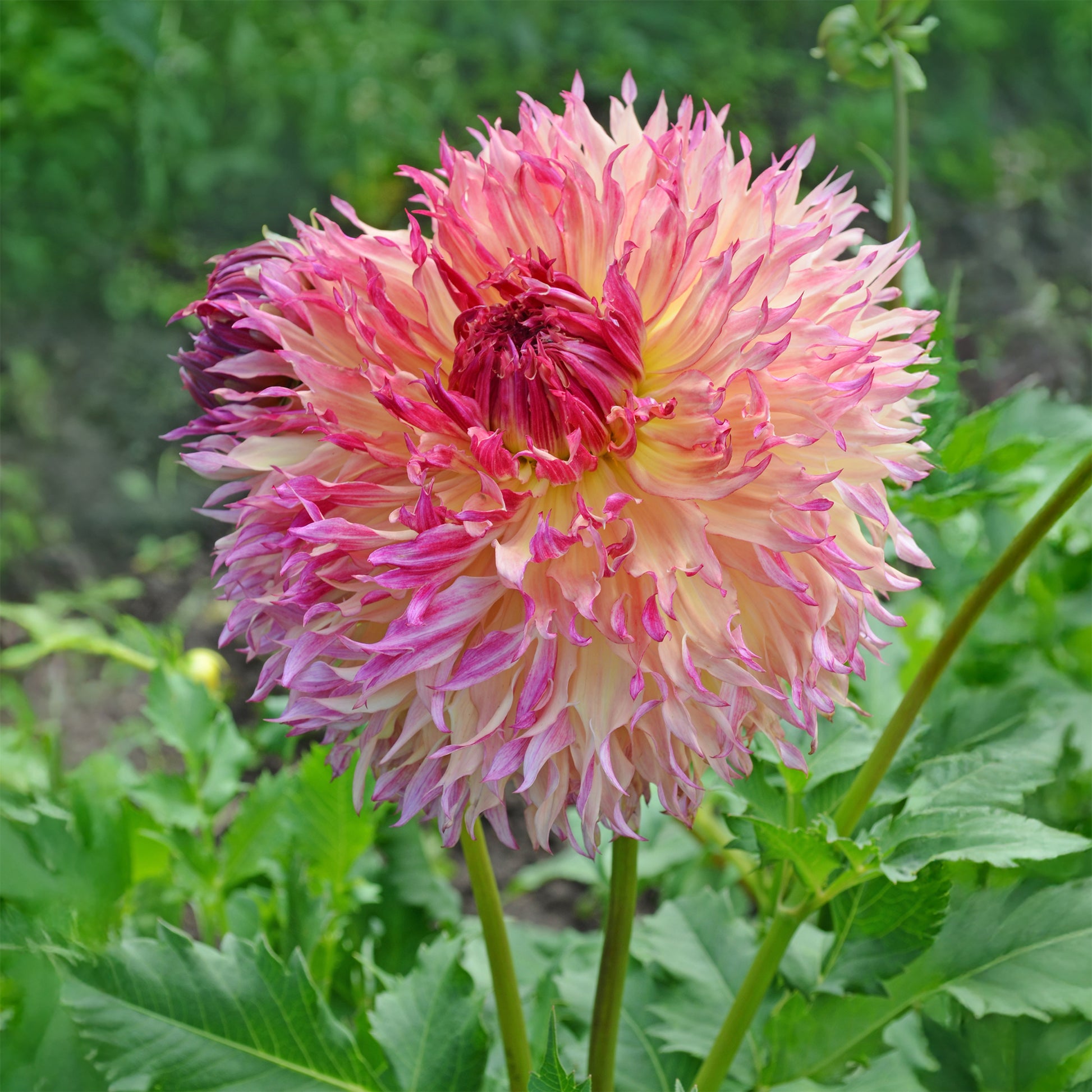 Dahlia fubuki Myrtle's Folly - Dahlie ‘Myrtle’s Folly’ - Dahlien-Zwiebeln