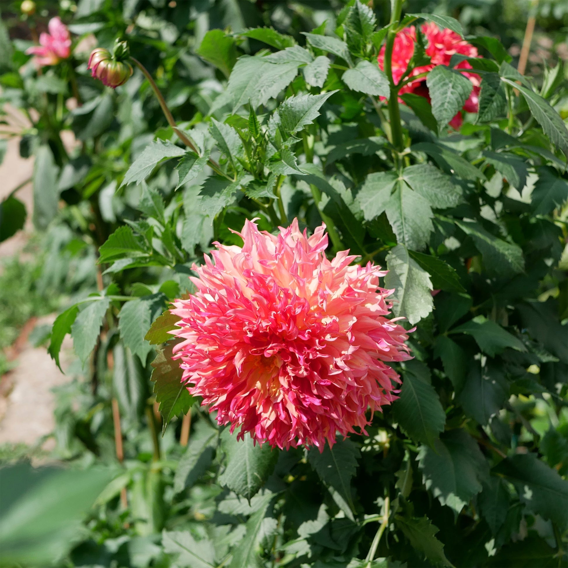 Dahlie ‘Myrtle’s Folly’ - Bakker
