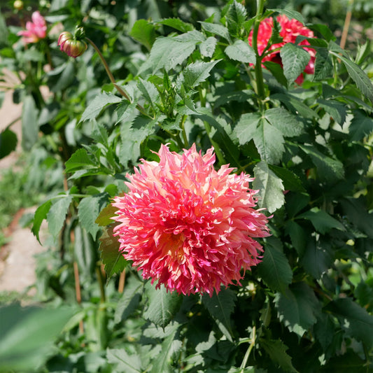 Dahlie ‘Myrtle’s Folly’ - Bakker