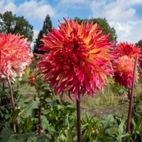 Dahlie ‘Myrtle’s Folly’ - Dahlia fubuki Myrtle's Folly - Bakker