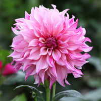 Dahlie ‘Cafe au Lait Rose’ - Bakker