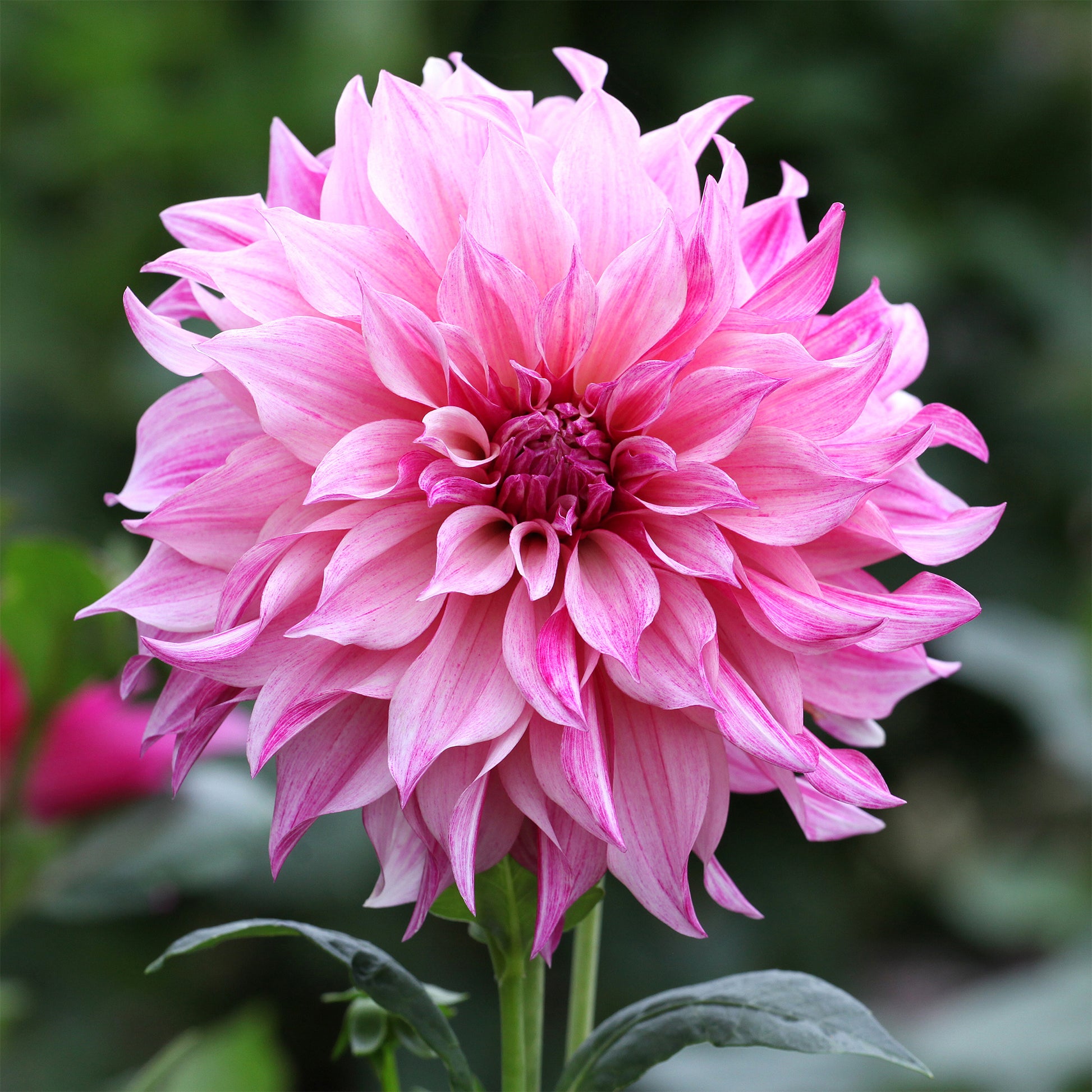 Dahlie ‘Cafe au Lait Rose’ - Bakker