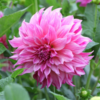 Dahlie ‘Cafe au Lait Rose’ - Dahlia Café au Lait Rose - Bakker