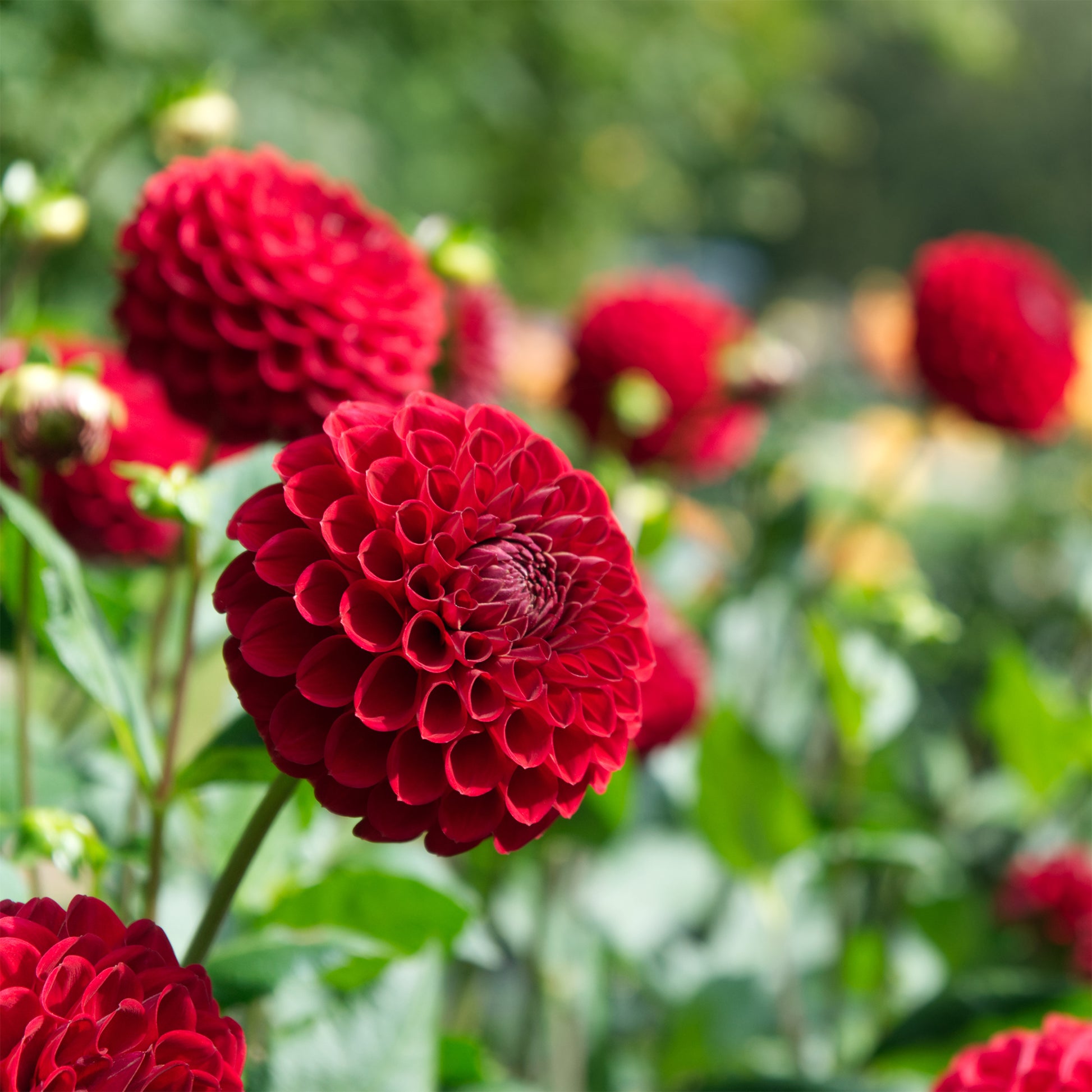 Dahlia Cornel - Pompon-Dahlie Cornel - Dahlien-Zwiebeln