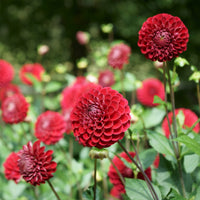 Pompon-Dahlie Cornel - Dahlia Cornel - Bakker