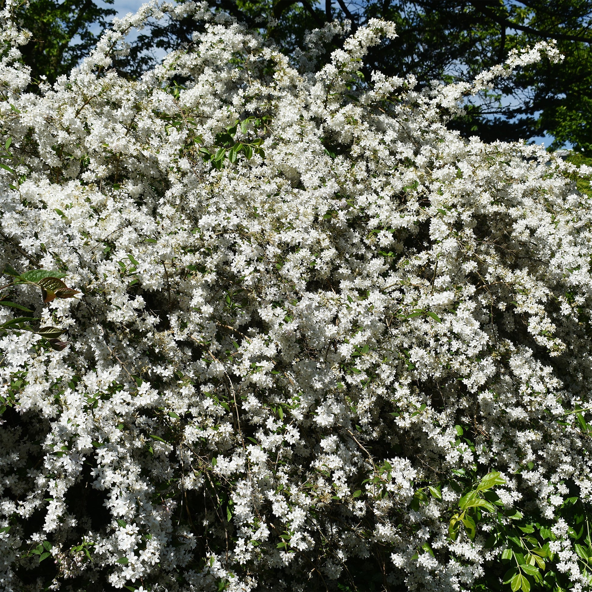 Deutzia - Deutzie - Zwerg-Deutzie Nikko - Deutzia gracilis Nikko