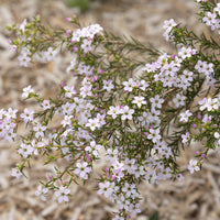 Diosma (Fischerpflanze) - Diosma hirsuta - Bakker