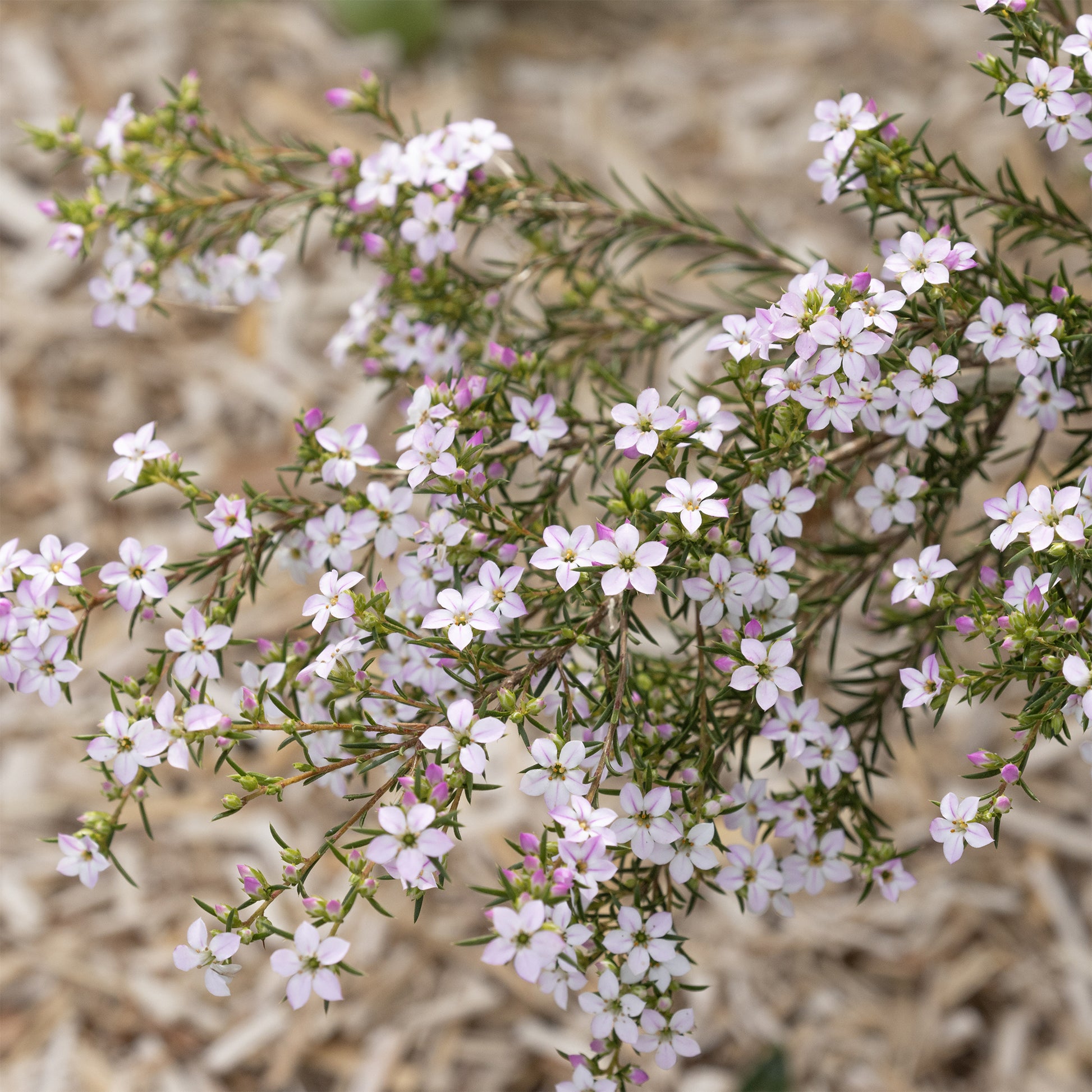 Diosma (Fischerpflanze) - Diosma hirsuta - Bakker