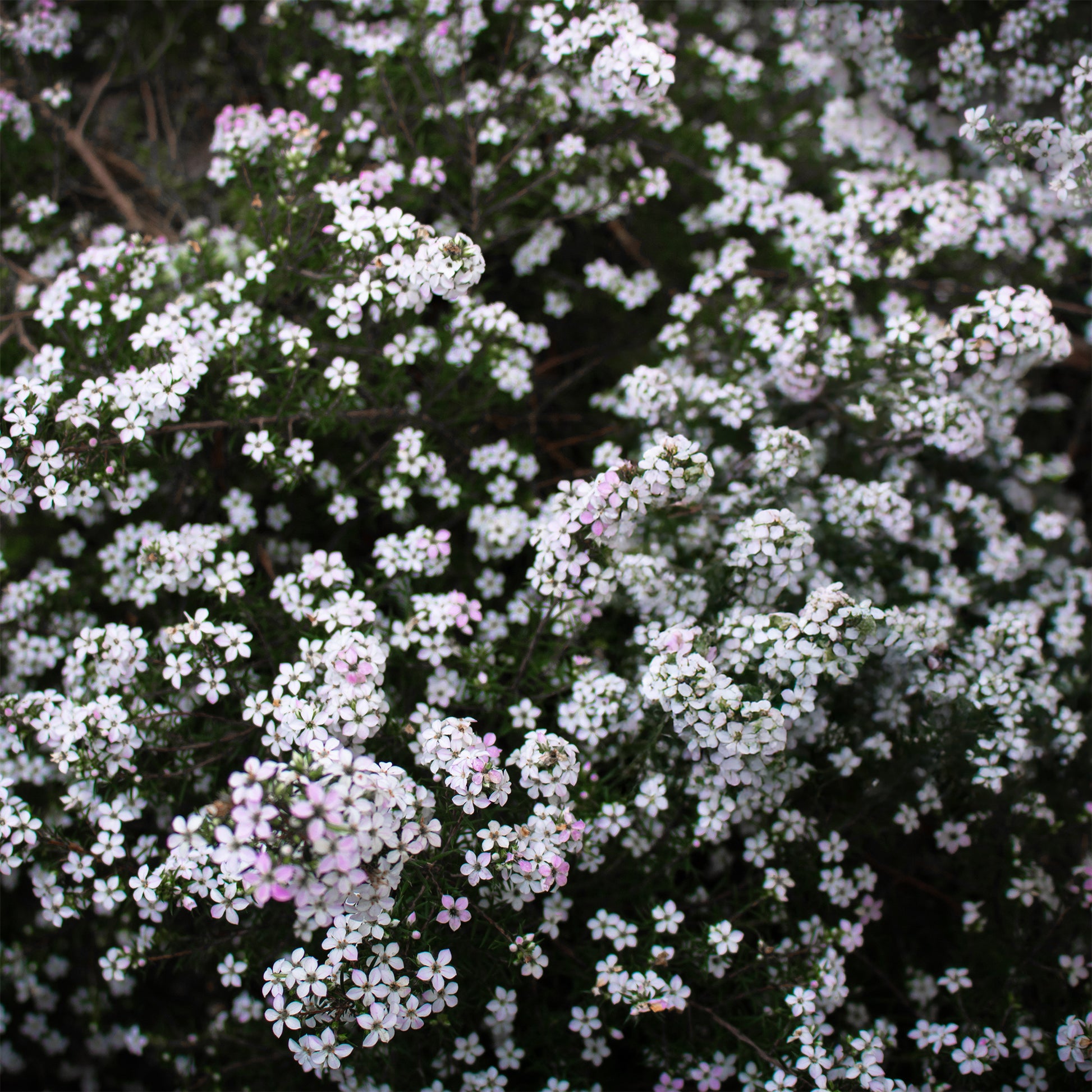 Diosma (Fischerpflanze) - Bakker