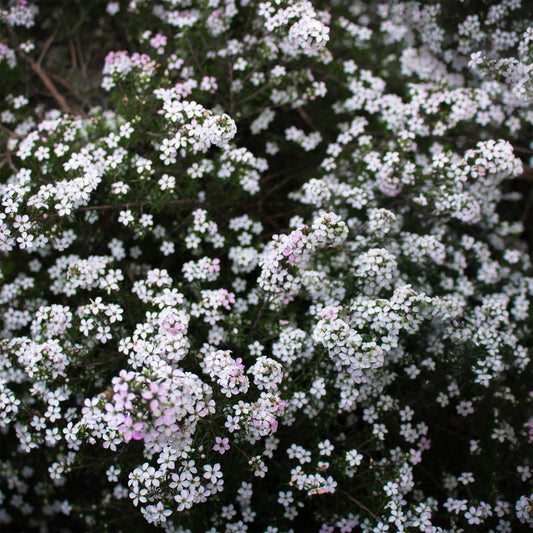 Diosma (Fischerpflanze) - Bakker