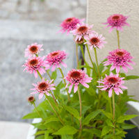 Purpur-Sonnenhut Butterfly Kisses - Echinacea purpurea Butterfly Kisses - Bakker