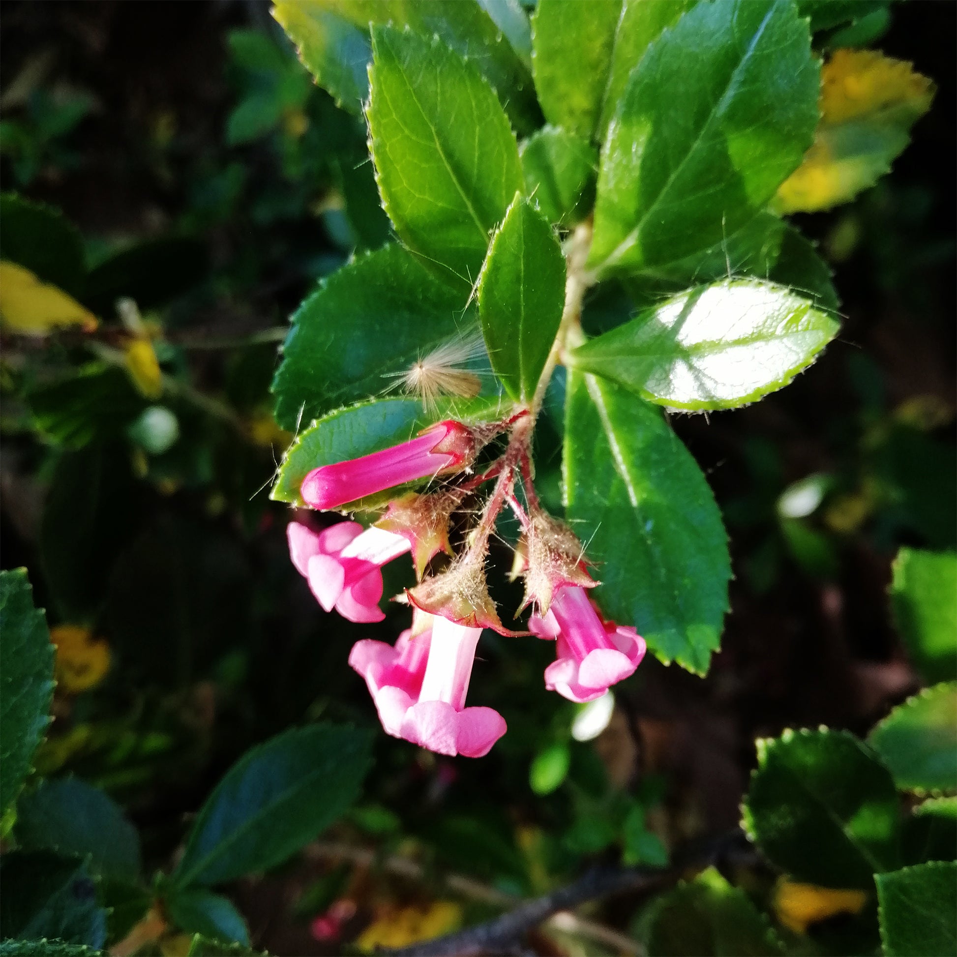 Escallonia rubra ‘Macrantha’ - Escallonia rubra macrantha - Bakker