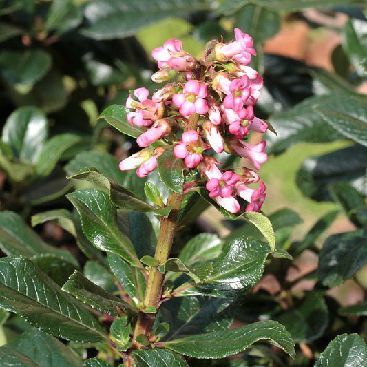 Escallonia rubra ‘Macrantha’ - Bakker