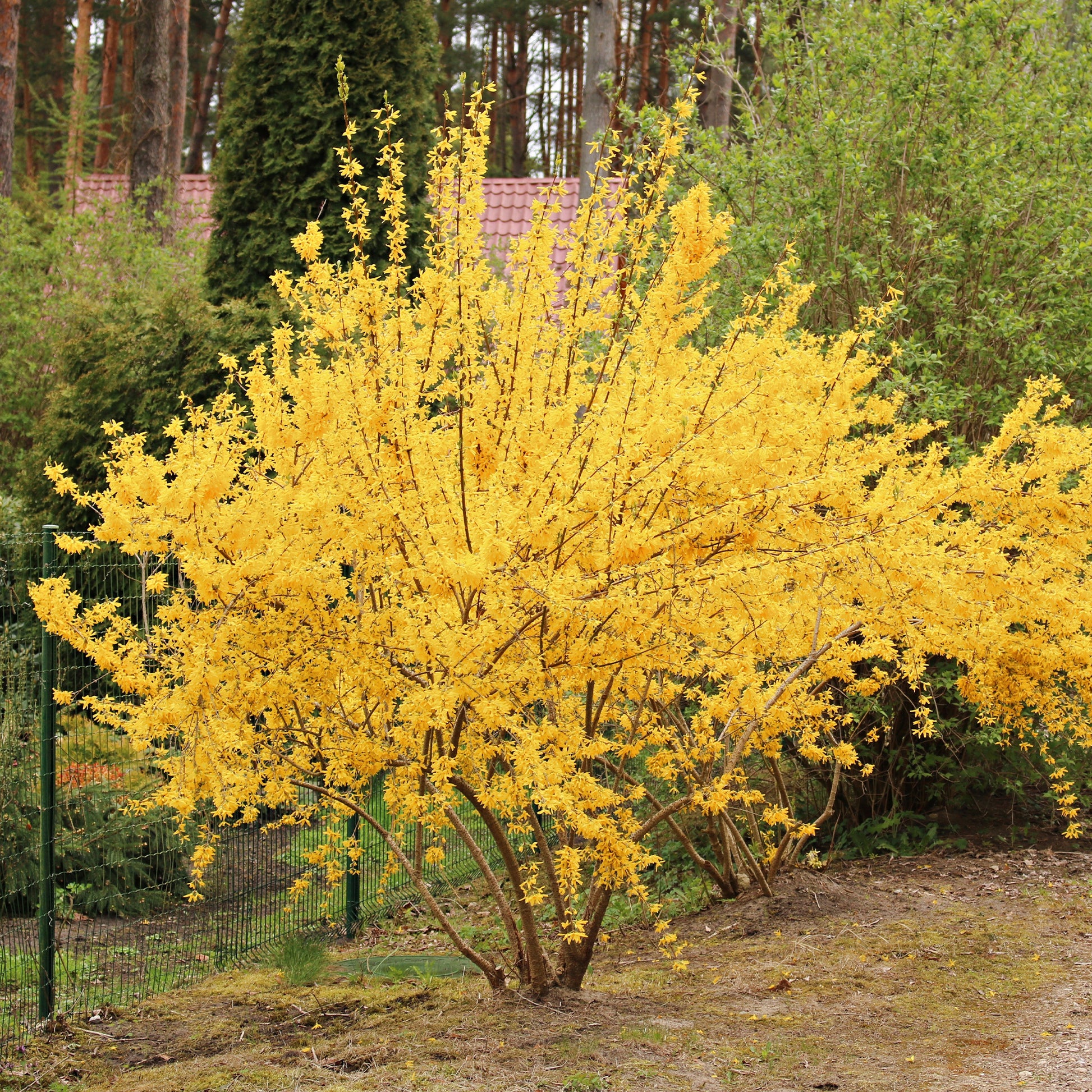 Forsythie Lynwood Gold - Bakker