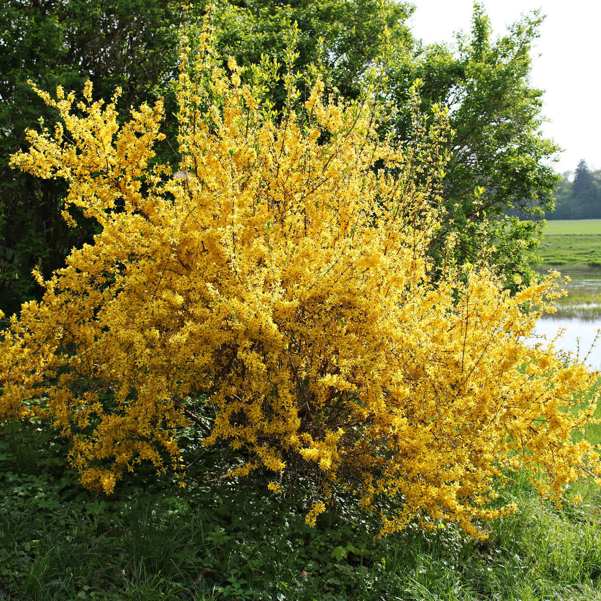 Forsythia x intermedia Lynwood Gold - Forsythie Lynwood Gold - Forsythia - Forsythie